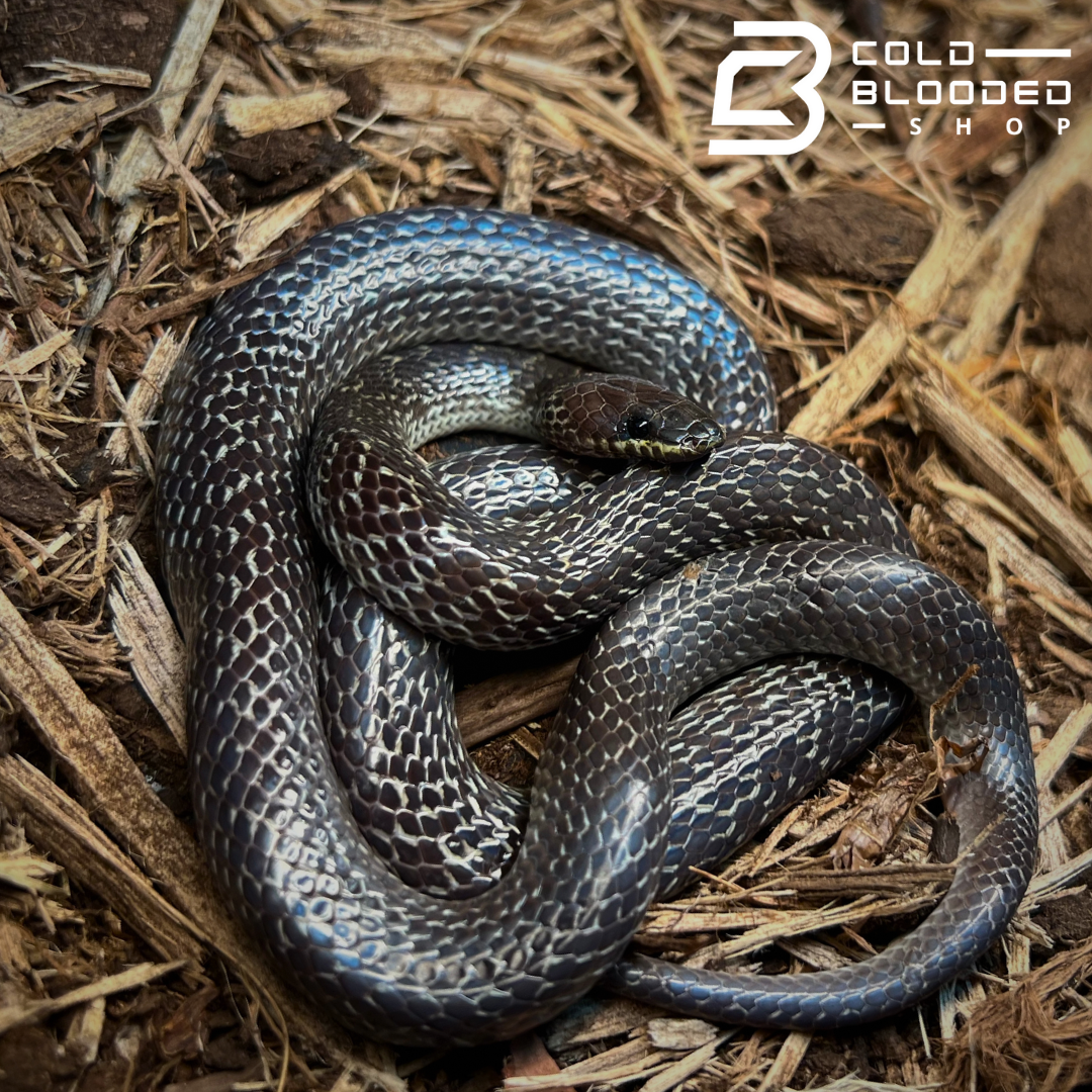 Wolf Snake - Lycodon subsinctus - Cold Blooded Shop