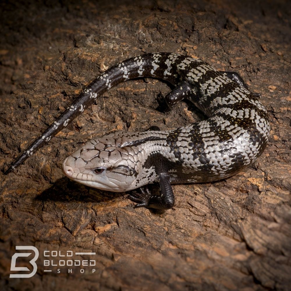 Sub-Adult Axanthic Halmahera Blue Tongue Skink for sale - Cold Blooded Shop