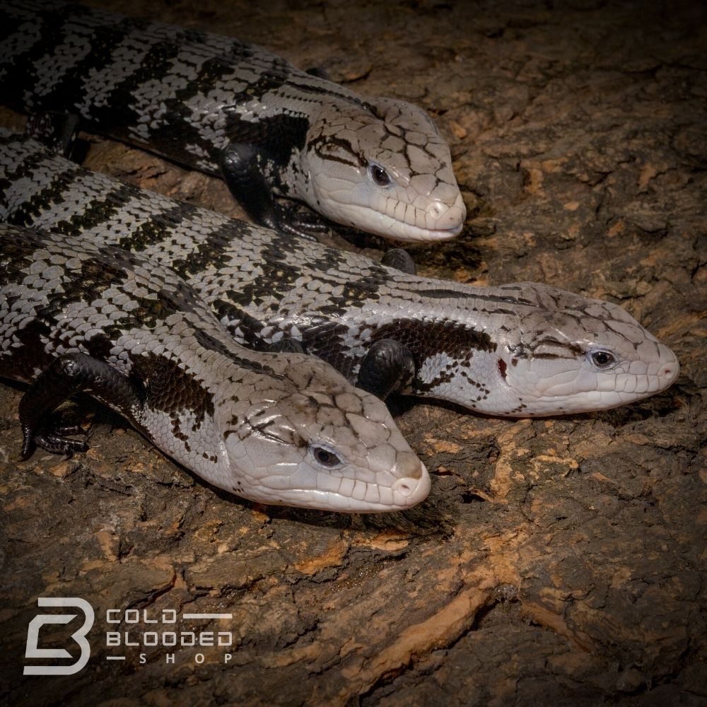 Sub-Adult Axanthic Halmahera Blue Tongue Skink for sale - Cold Blooded Shop