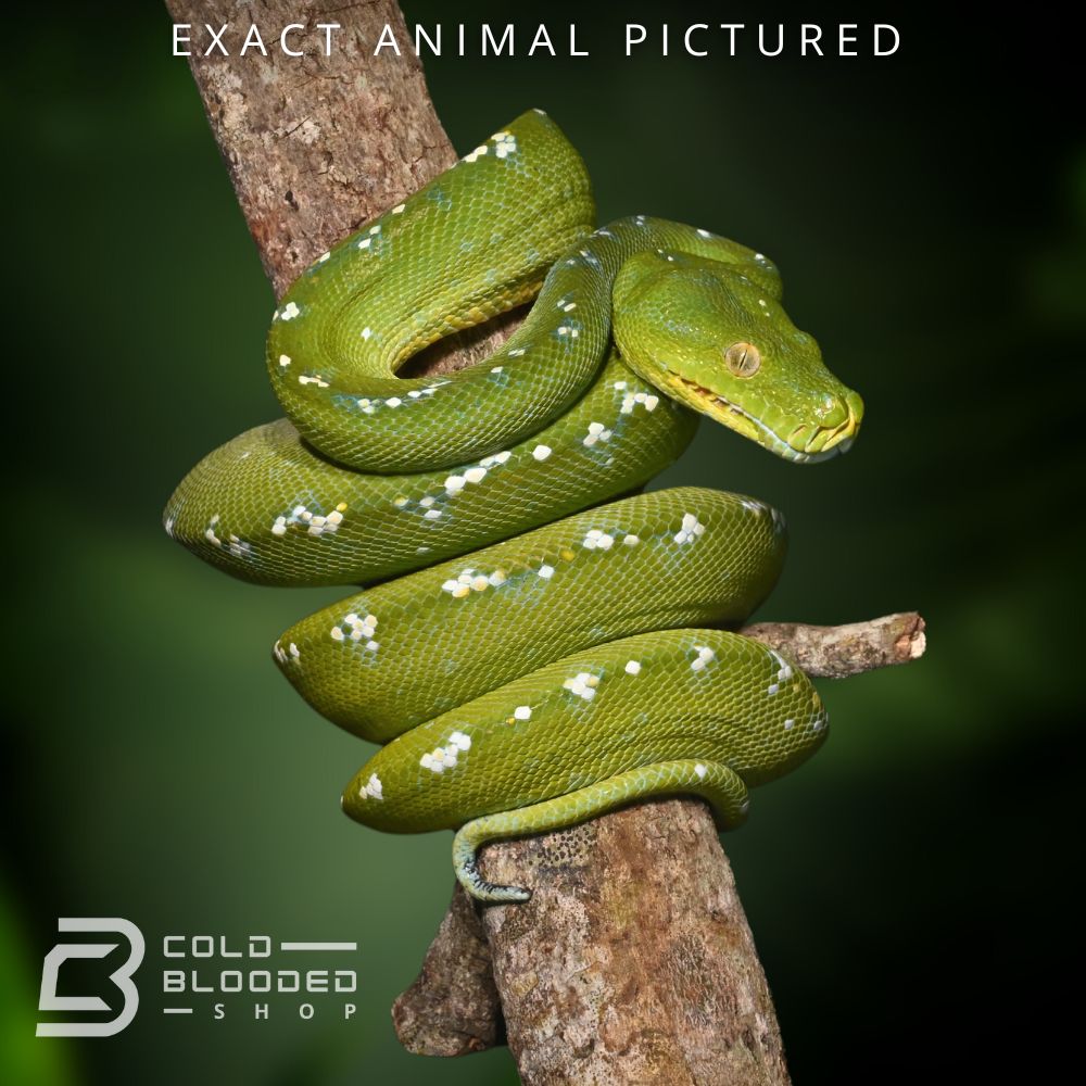 Sub-Adult Aru Green Tree Python for sale - Cold Blooded Shop