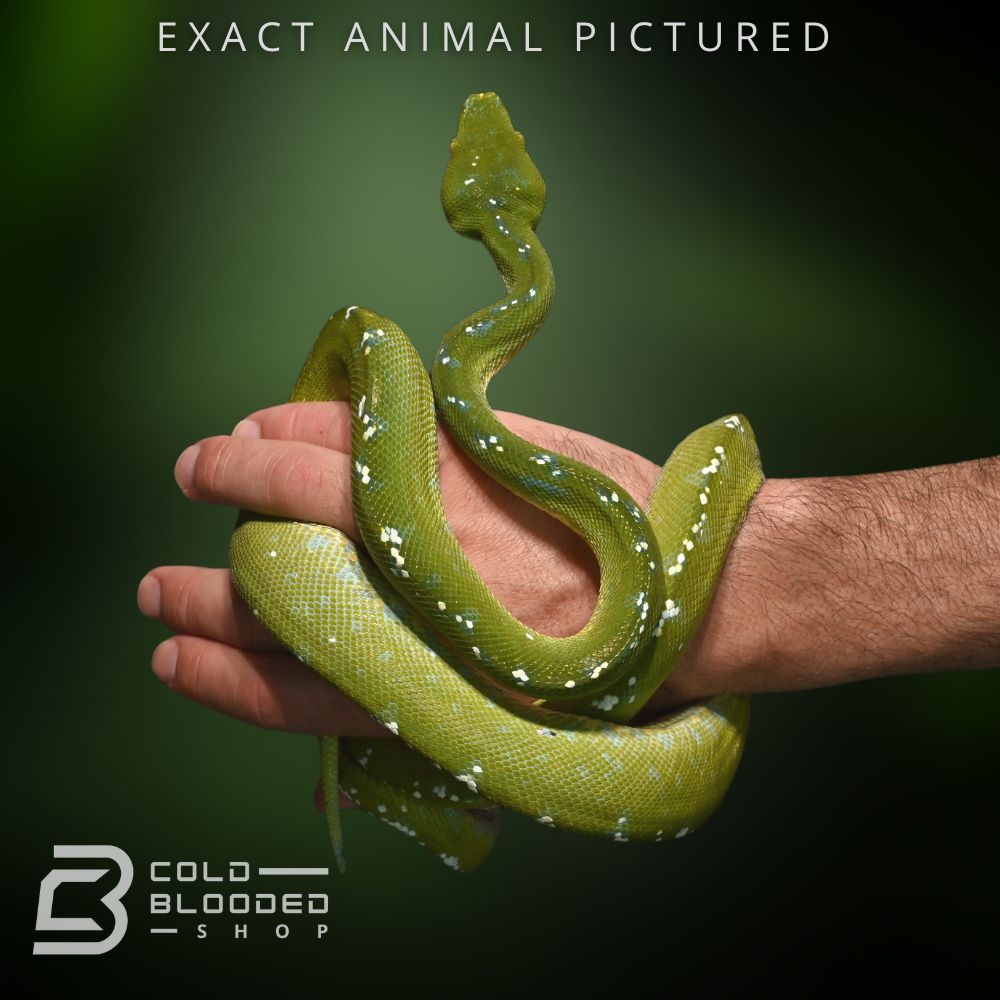 Sub-Adult Aru Green Tree Python for sale - Cold Blooded Shop