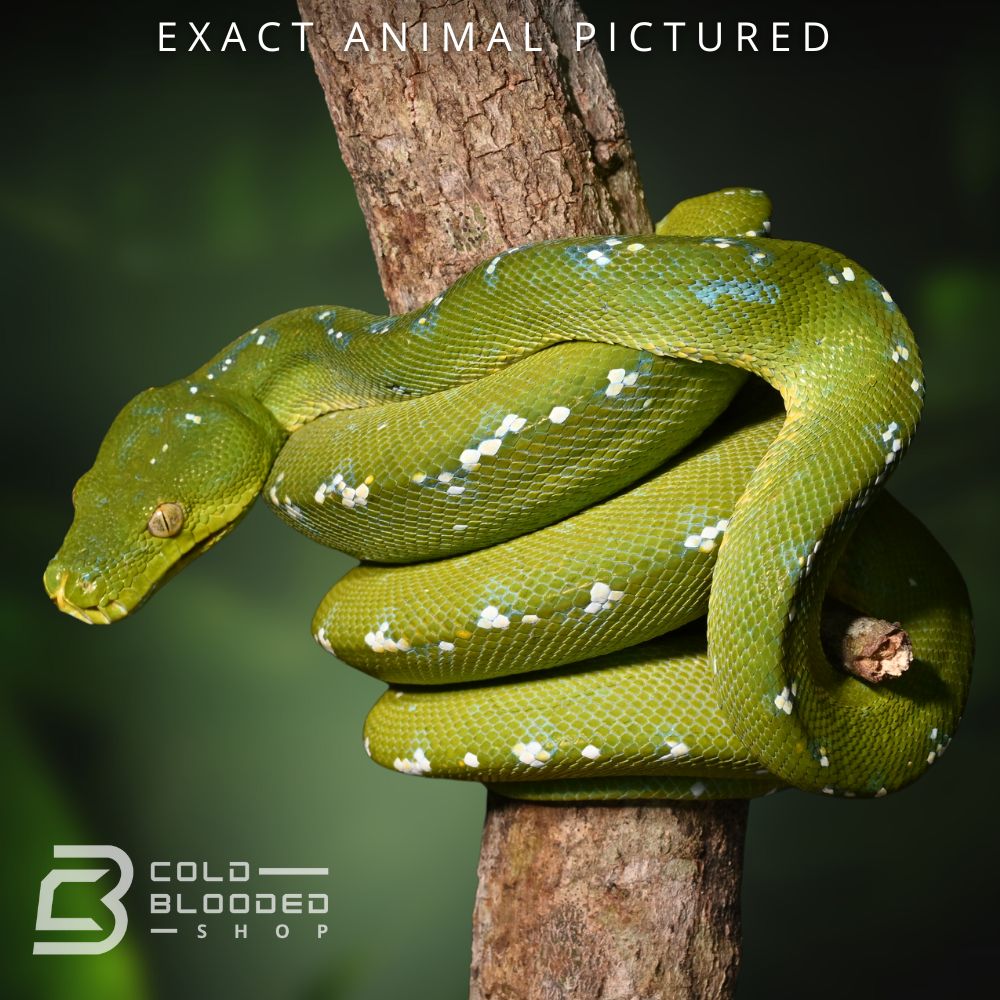 Sub-Adult Aru Green Tree Python for sale - Cold Blooded Shop