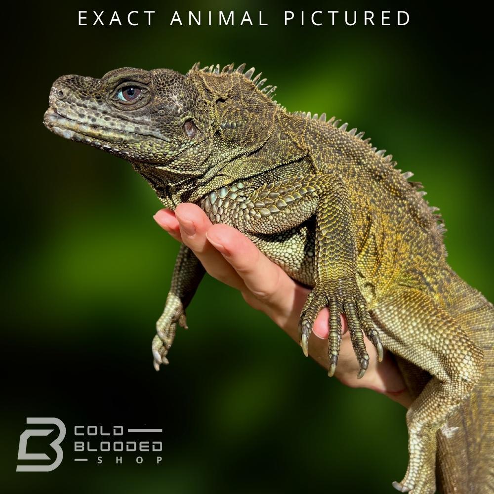 Male Ambon Sailfin Dragon Lizard for sale - Cold Blooded Shop