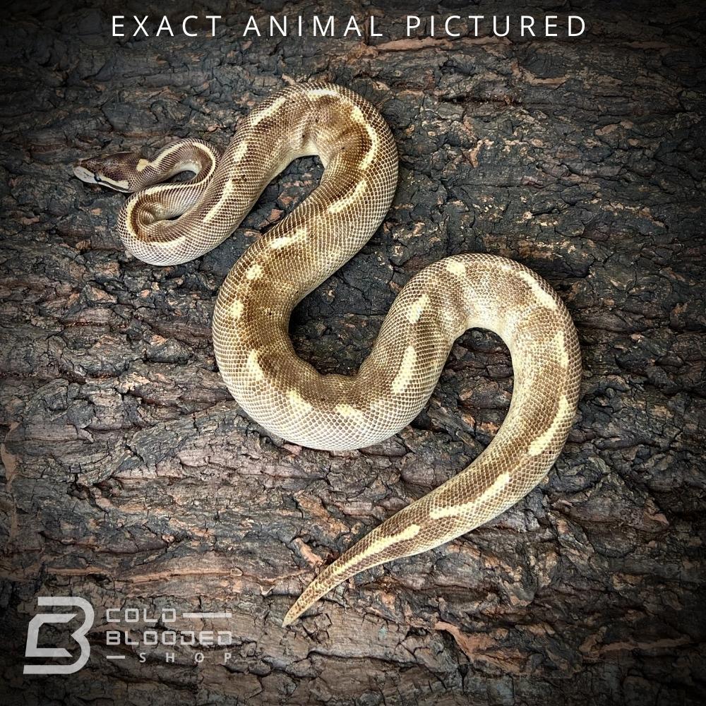 Female Sub-Adult Enchi Freeway Ball Python for sale - Cold Blooded Shop