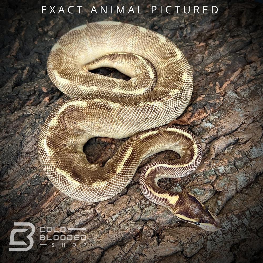 Female Sub-Adult Enchi Freeway Ball Python for sale - Cold Blooded Shop