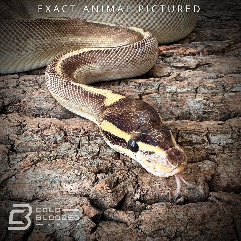 Female Sub-Adult Enchi Freeway Ball Python for sale - Cold Blooded Shop