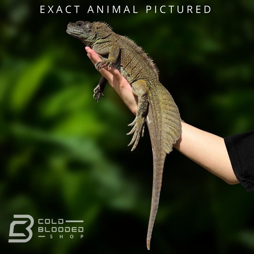 Male Ambon Sailfin Dragon Lizard for sale - Cold Blooded Shop