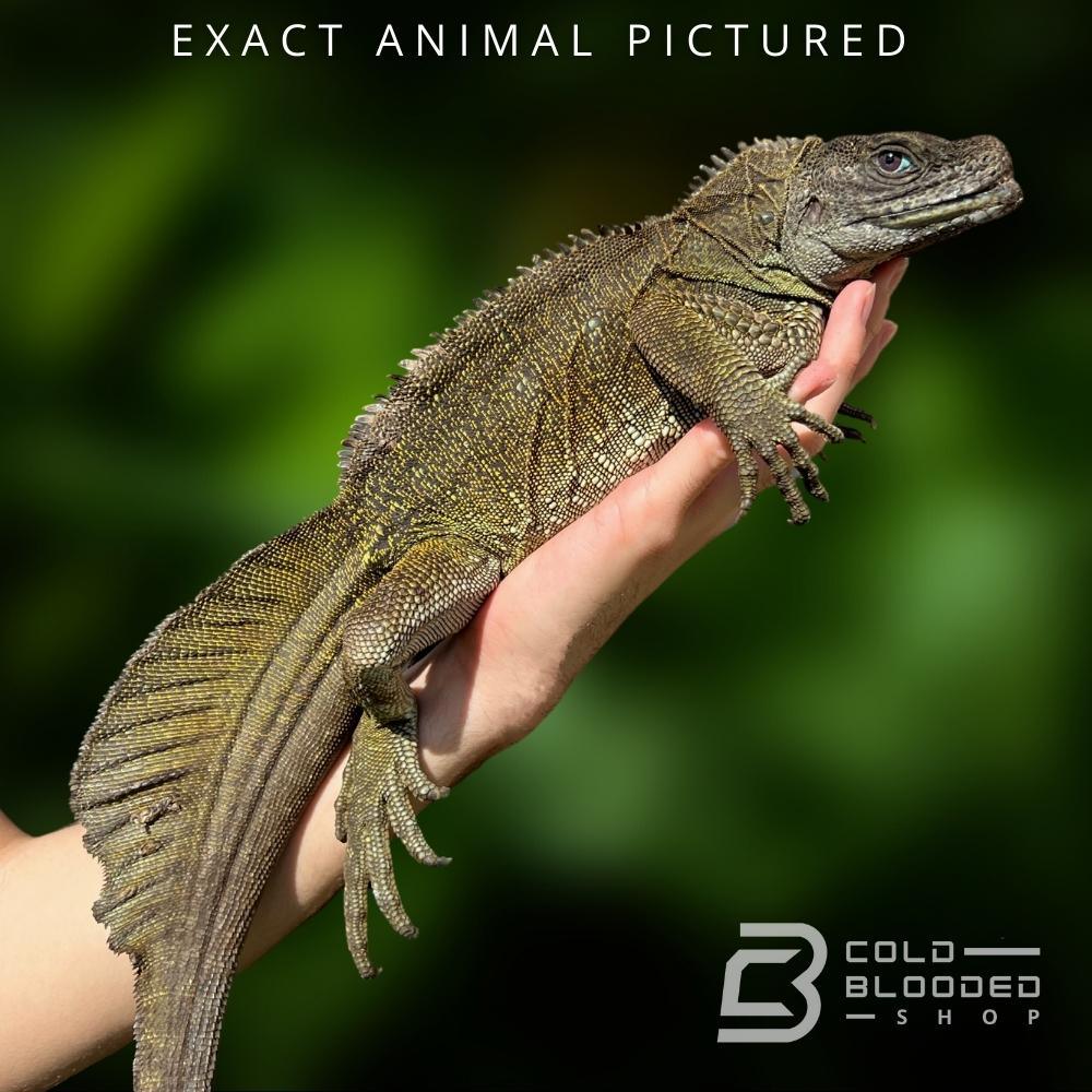 Male Ambon Sailfin Dragon Lizard for sale - Cold Blooded Shop