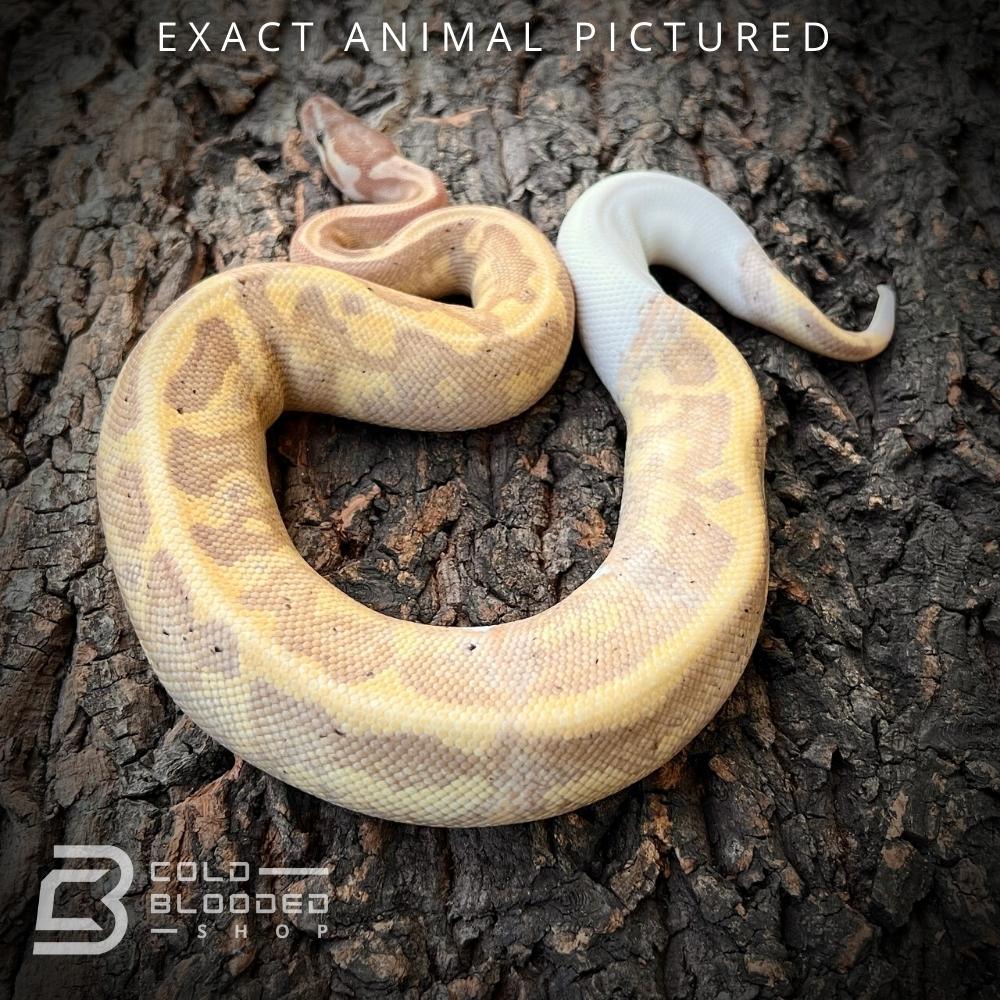 Male Sub-Adult Banana Pied Ball Python for sale - Cold Blooded Shop