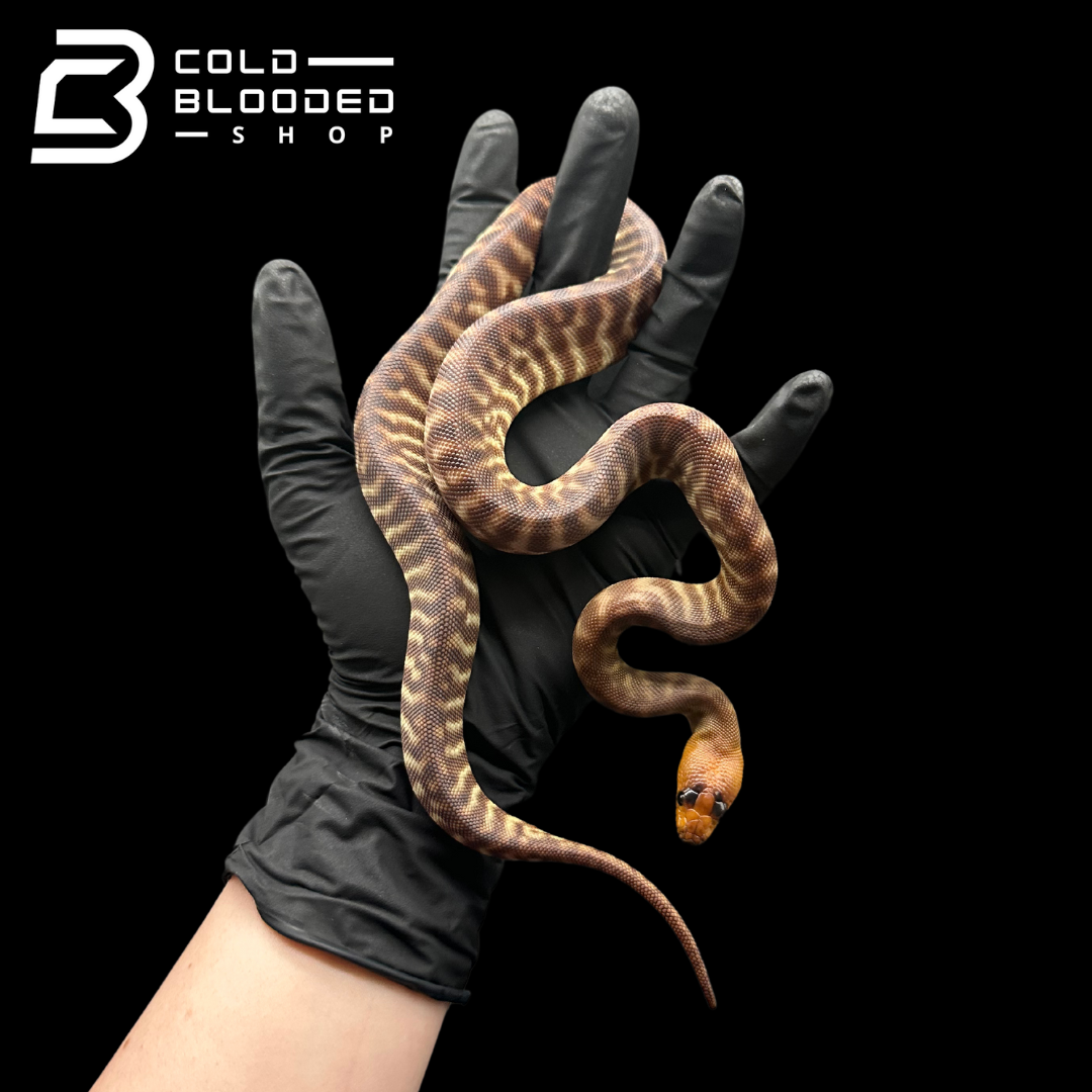 Juvenile Female Woma Python - Aspidites ramsayi