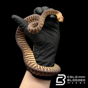 Juvenile Female Woma Python - Aspidites ramsayi