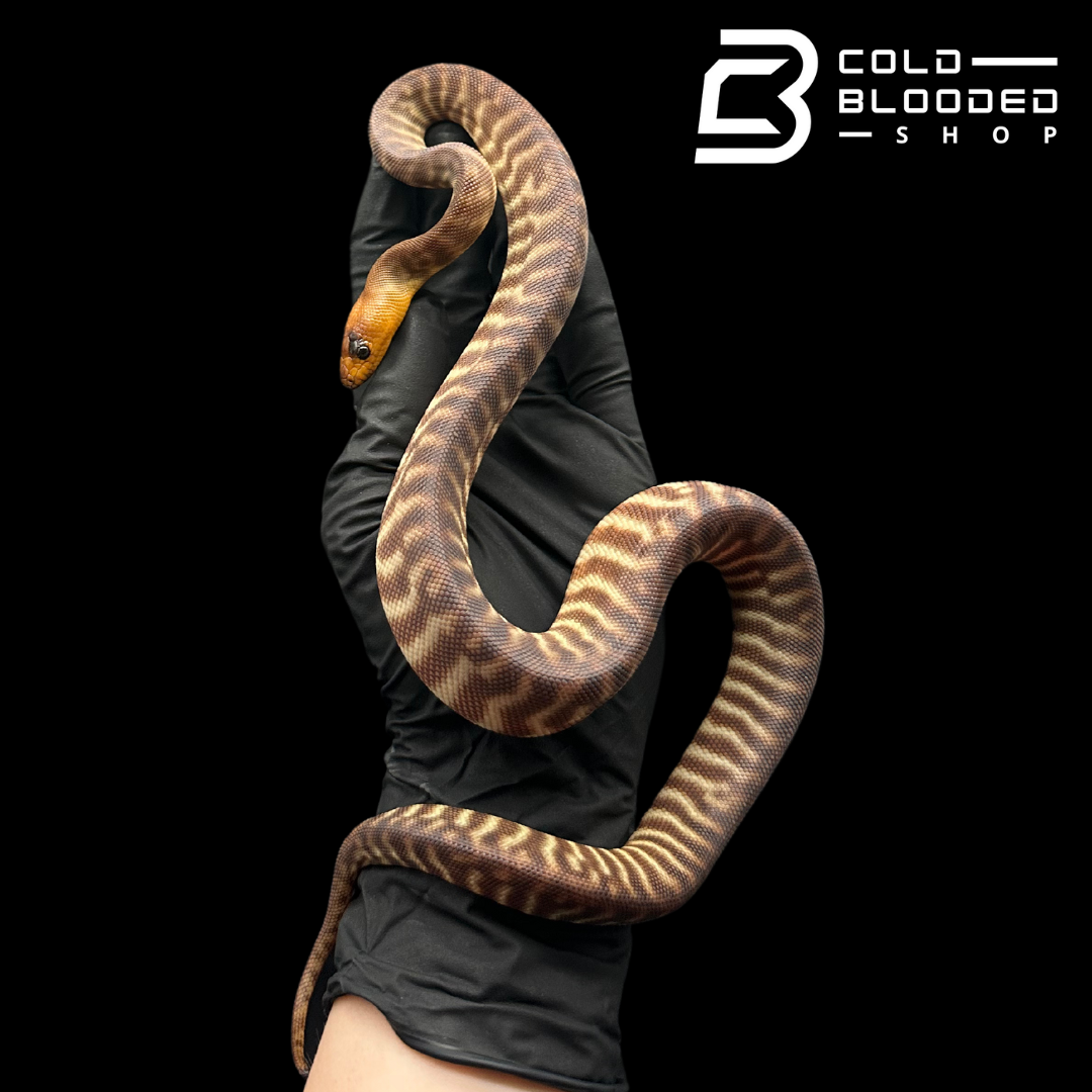 Juvenile Female Woma Python - Aspidites ramsayi