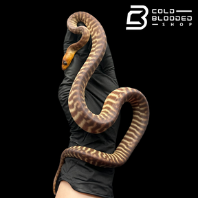 Juvenile Female Woma Python - Aspidites ramsayi