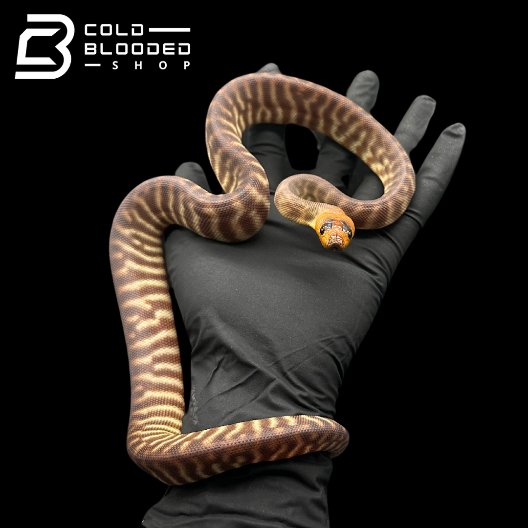 Juvenile Female Woma Python - Aspidites ramsayi