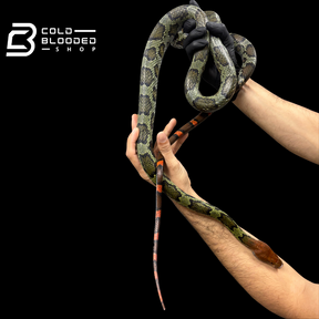 Adult male Hundred Flower Rat Snakes - Elaphe moellendorffi