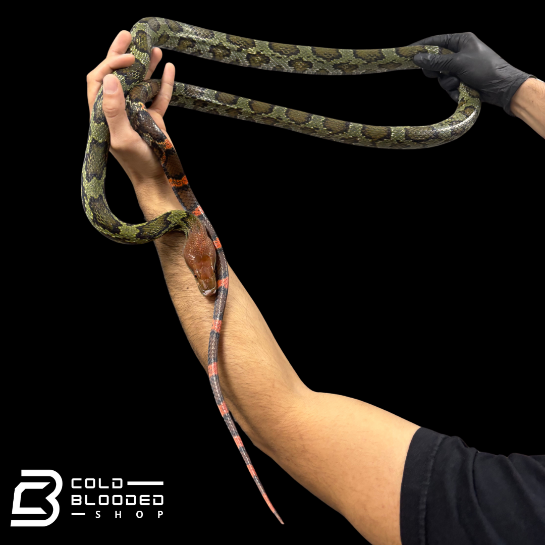 Adult male Hundred Flower Rat Snakes - Elaphe moellendorffi