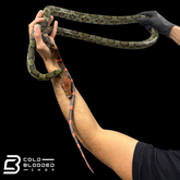 Adult male Hundred Flower Rat Snakes - Elaphe moellendorffi