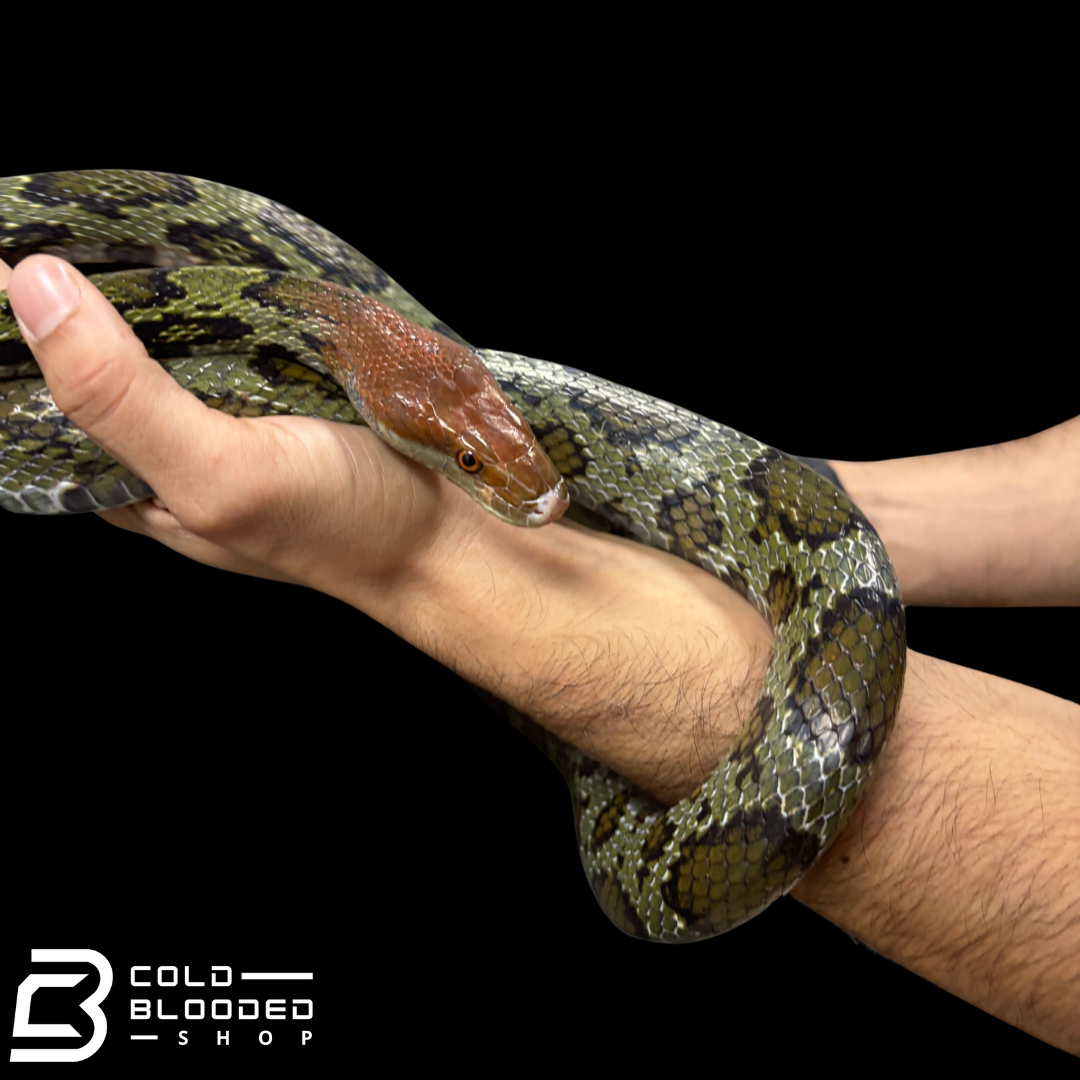 Adult male Hundred Flower Rat Snakes - Elaphe moellendorffi