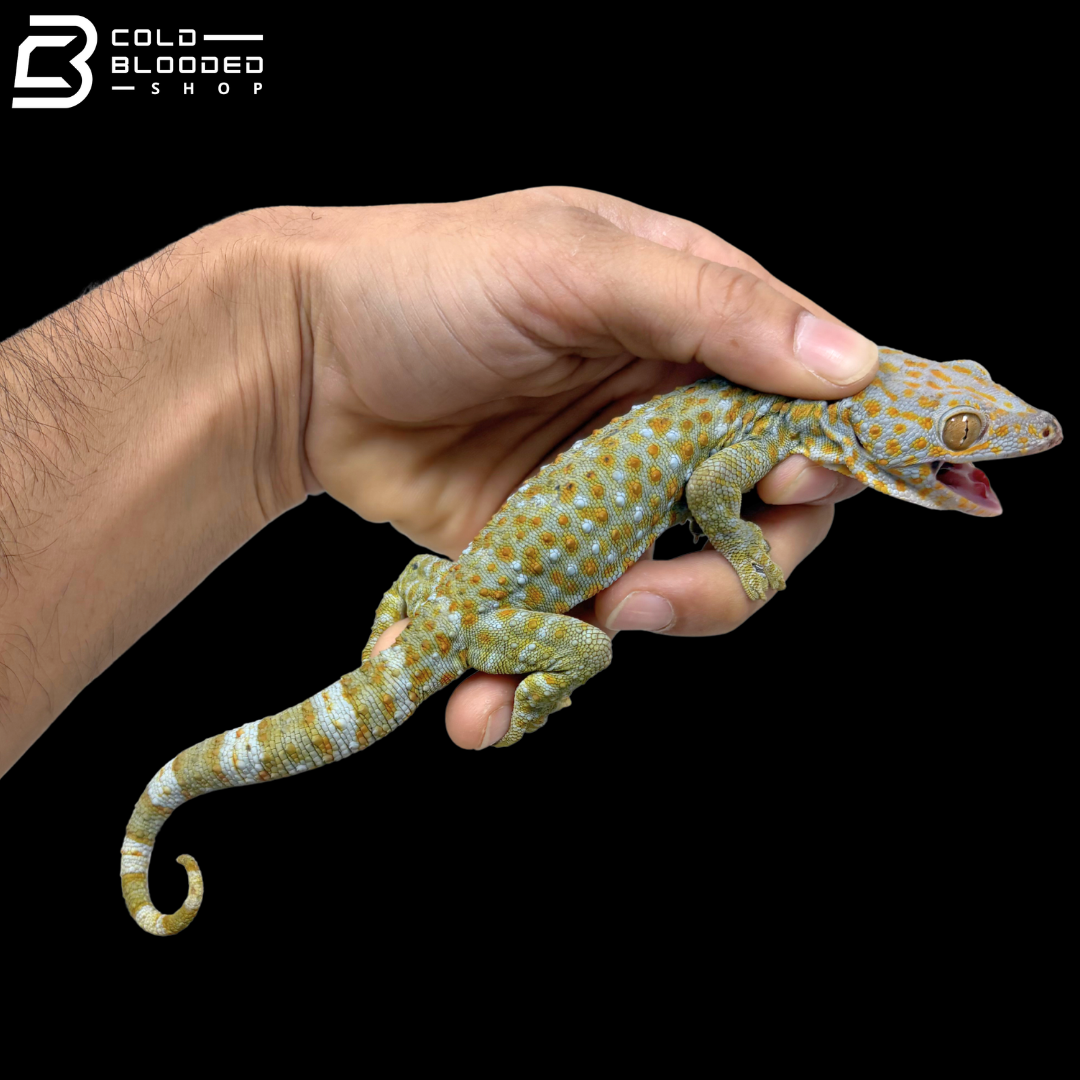 High Red\Yellow Tokay Geckos