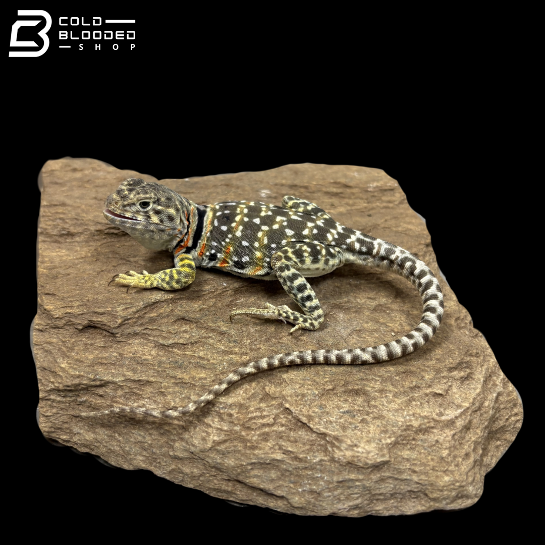 Eastern Collared Lizard Pair - Crotaphytus Collaris