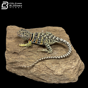 Eastern Collared Lizard Pair - Crotaphytus Collaris