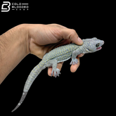 Ghost Tokay Gecko