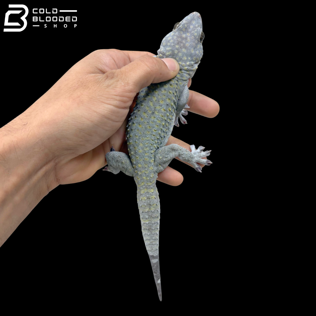 Ghost Tokay Gecko