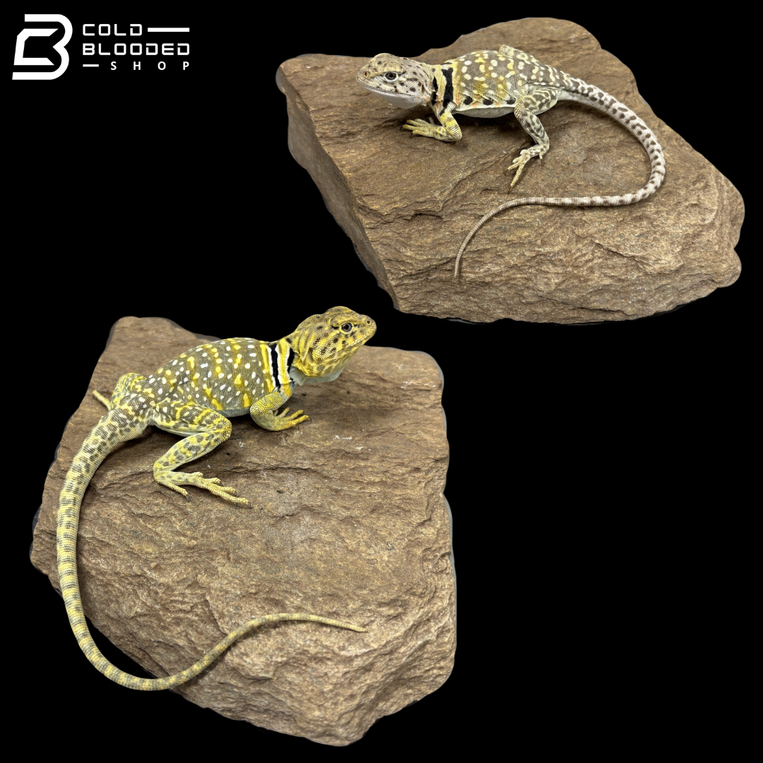 Eastern Collared Lizard Pair - Crotaphytus Collaris
