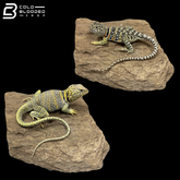 Eastern Collared Lizard Pair - Crotaphytus Collaris