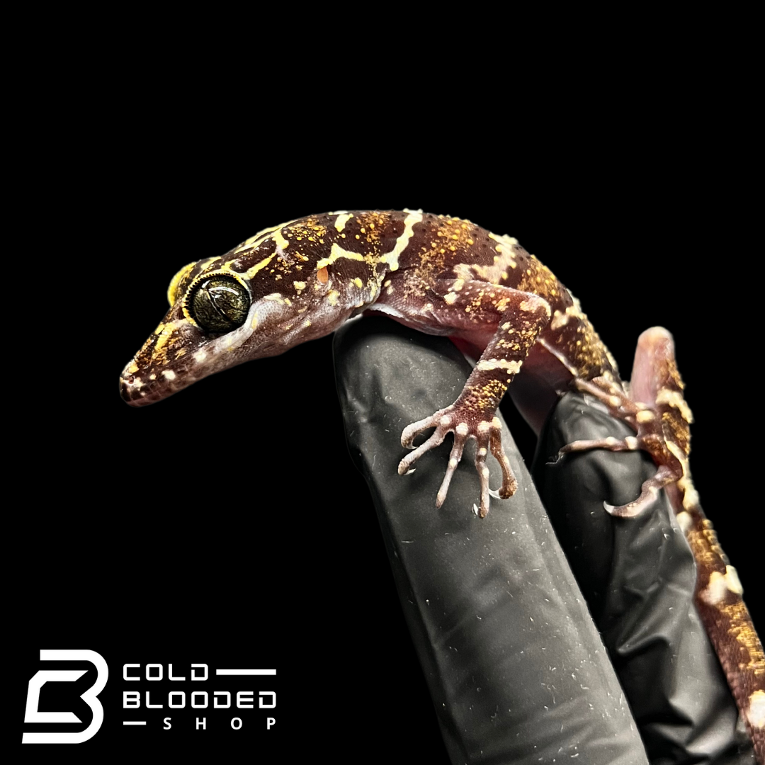 Peters's Bow-fingered Geckos - Cyrtodactylus consobrinus