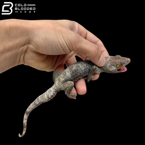 Huge selection of Female Tokay Geckos - Gekko gecko!