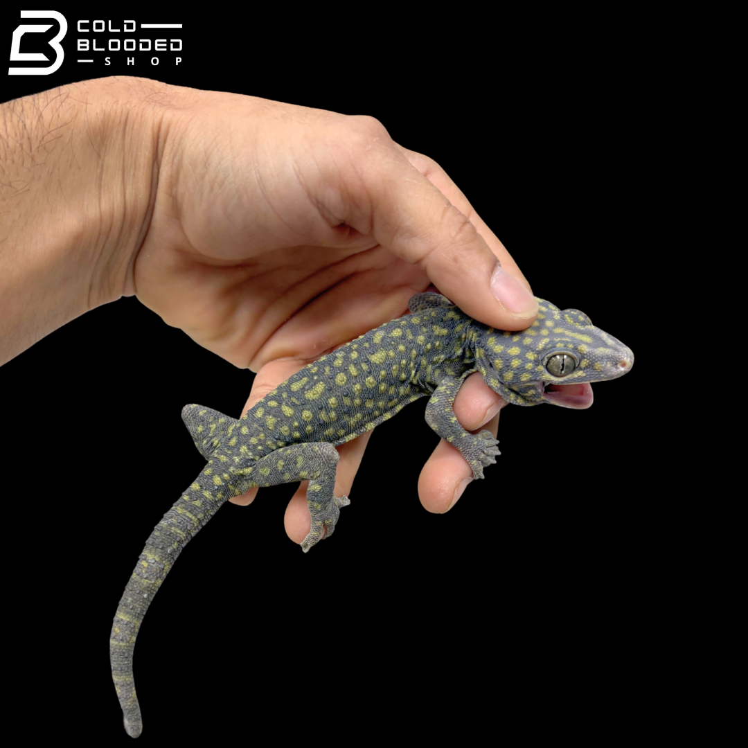 Calico Tokay Gecko