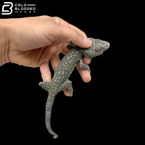 Calico Tokay Gecko