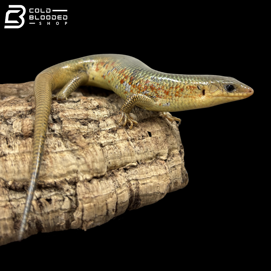 Chinese Skinks - Plestiodon Chinensis