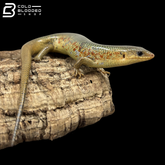 Chinese Skinks - Plestiodon Chinensis