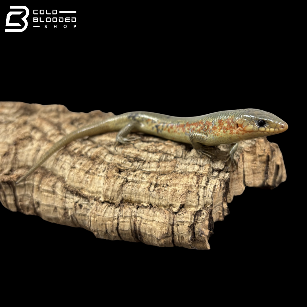 Chinese Skinks - Plestiodon Chinensis
