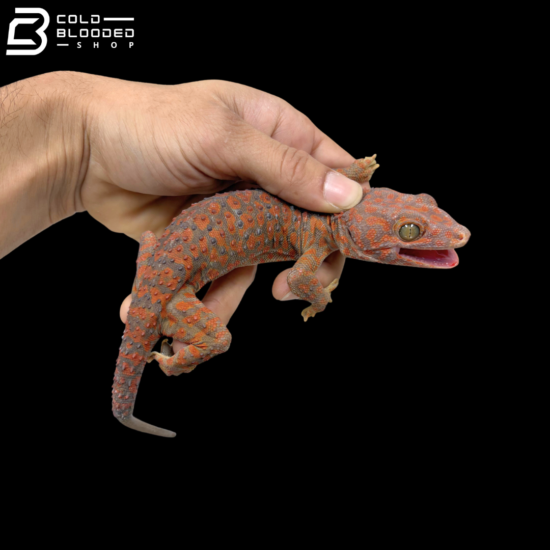 Albino Tokay Gecko