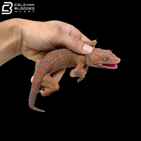 Albino Tokay Gecko