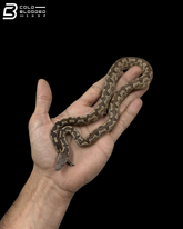 Female Halmahera Ground Boa - Candoia paulsoni tasmai