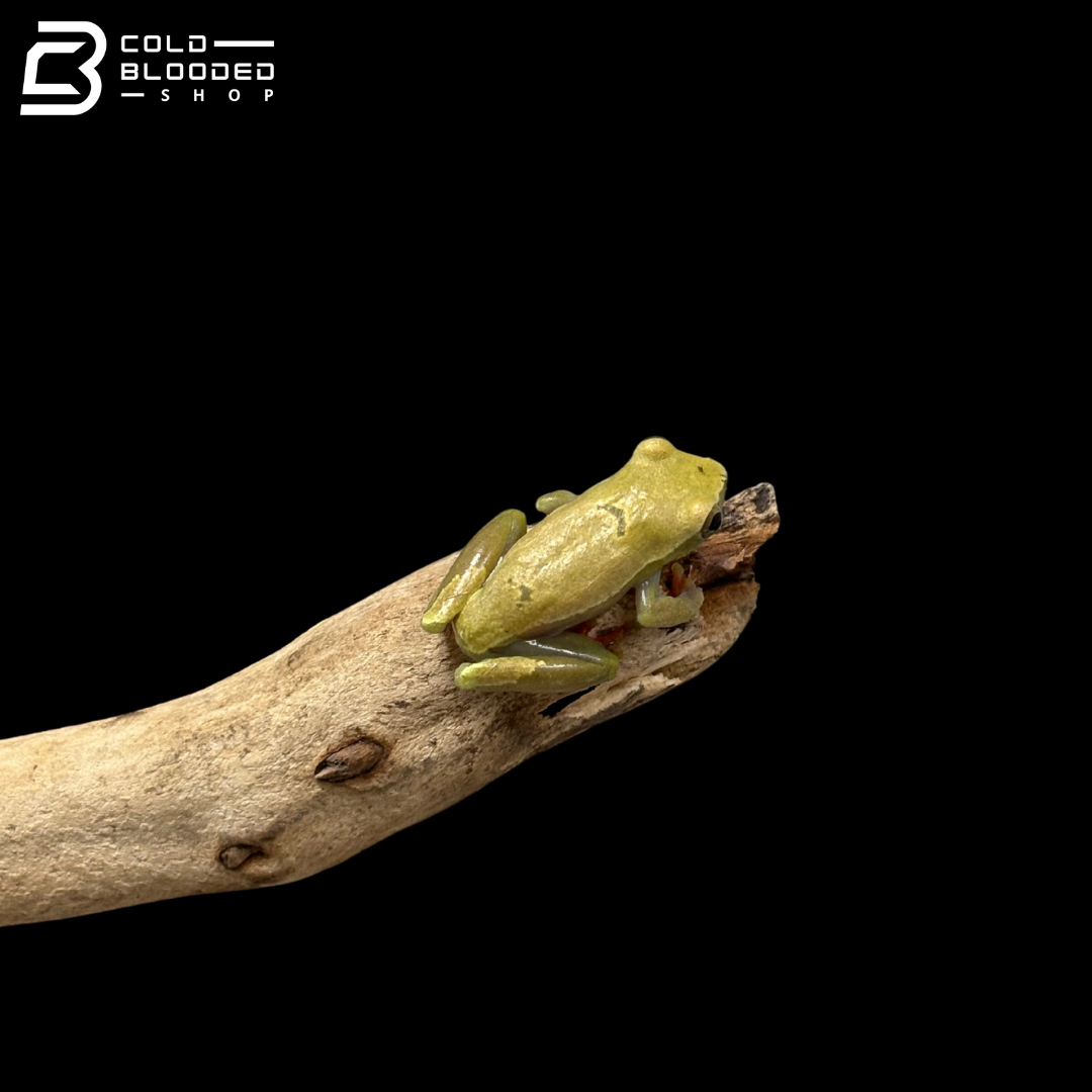Bolifamba Reed Frogs - Hyperolius Bolifambae