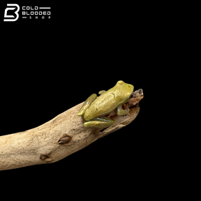 Bolifamba Reed Frogs - Hyperolius Bolifambae