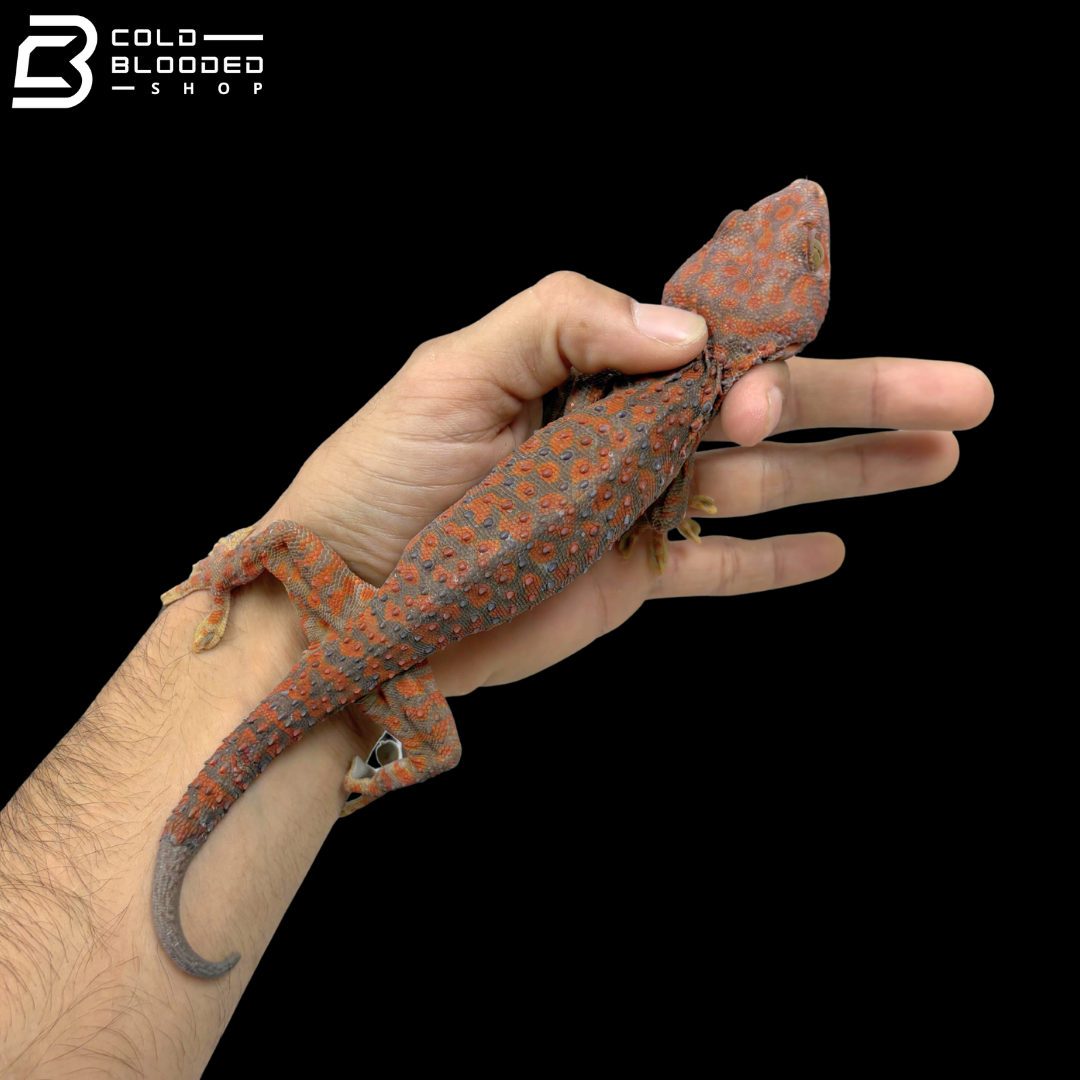 Albino Tokay Gecko
