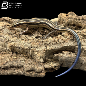 Shanghai Elegant Skinks - Plestiodon Elegans