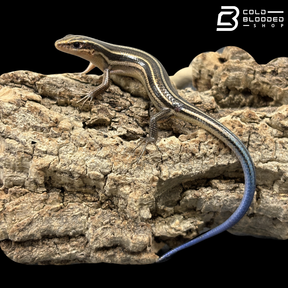 Shanghai Elegant Skinks - Plestiodon Elegans