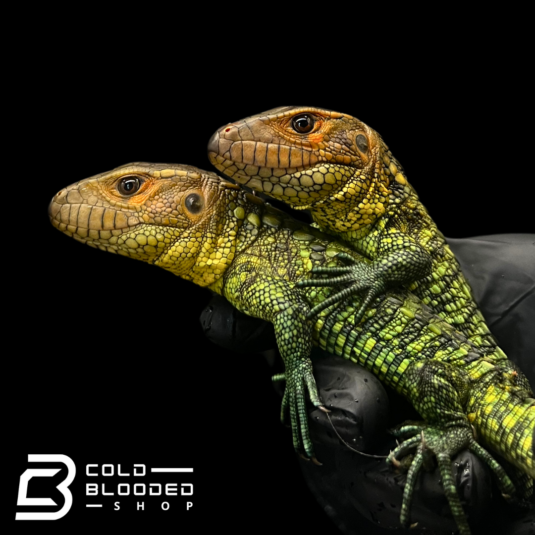 caiman lizard dracaena guianensis Caiman Lizards