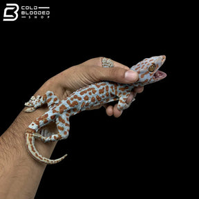 Huge selection of Male Tokay Geckos - Gekko gecko!