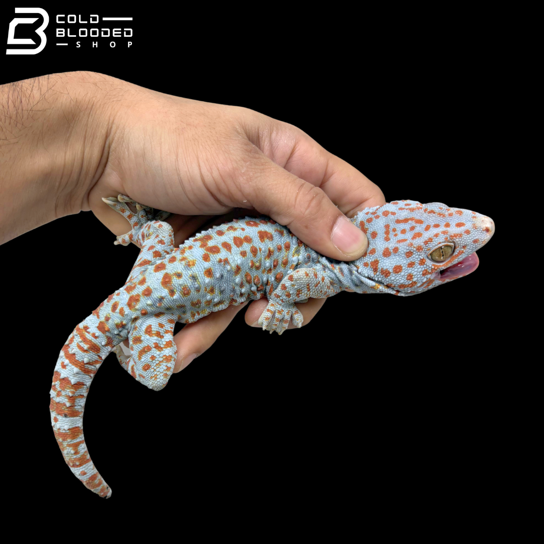 Huge selection of Male Tokay Geckos - Gekko gecko!