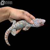 Party Color Tokay Gecko