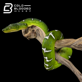 Adult Emerald Tree Boa Female #1 - Corallus caninus