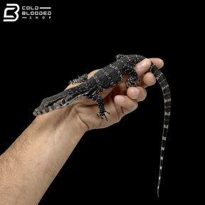 Axanthic Javan Water Monitor - Varanus Salvator